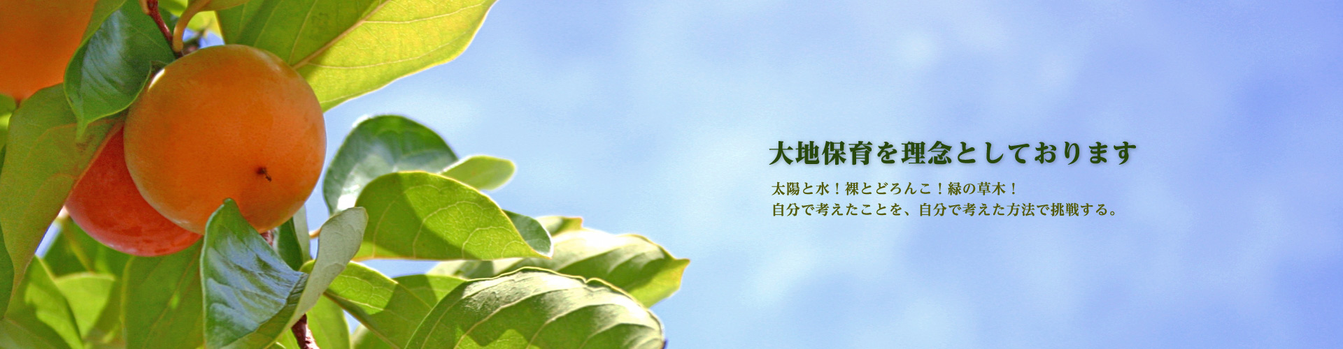 柿ノ木会TOP画像 柿の木の写真